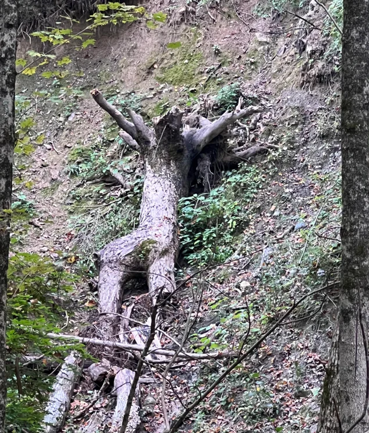 20 foto che mostrano che la natura ha qualcosa di straordinario per noi