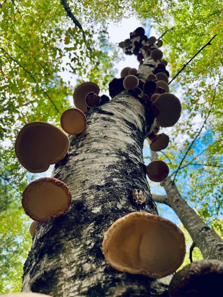 20 foto che mostrano che la natura ha qualcosa di straordinario per noi