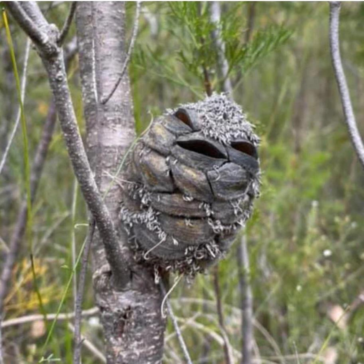 20 foto che mostrano che la natura ha qualcosa di straordinario per noi