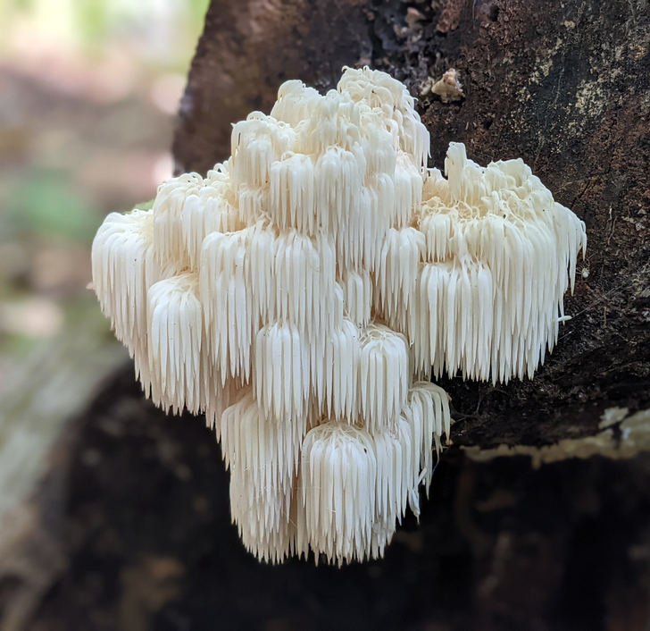 20 foto che mostrano che la natura ha qualcosa di straordinario per noi