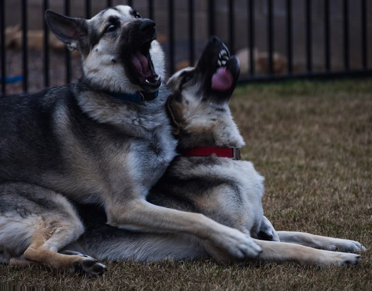 24 Animals That Let Their Personalities Shine Through the Lens