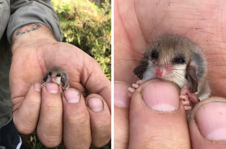 24 cuccioli di animale che potrebbero scongelare istantaneamente i cuori delle regine del ghiaccio