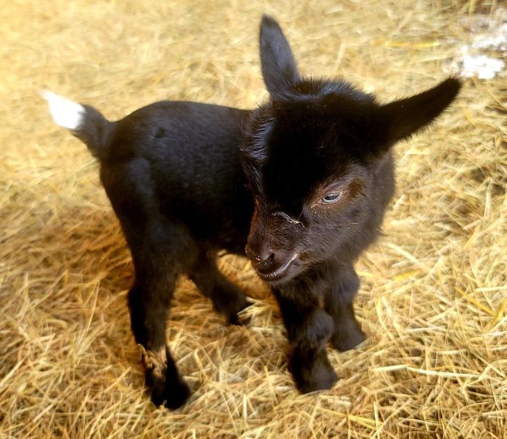 24 cuccioli di animale che potrebbero scongelare istantaneamente i cuori delle regine del ghiaccio