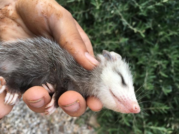 24 cuccioli di animale che potrebbero scongelare istantaneamente i cuori delle regine del ghiaccio