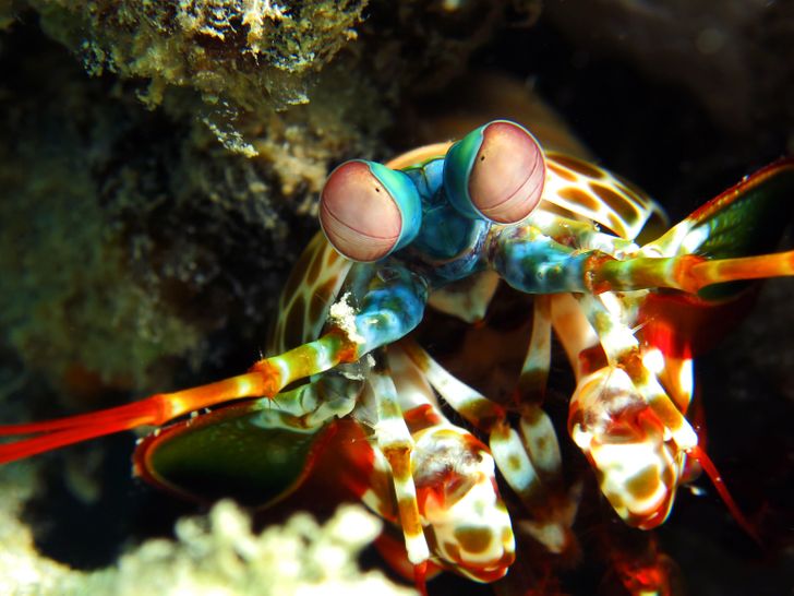 21 animali con strane caratteristiche che li fanno sembrare alieni sulla Terra