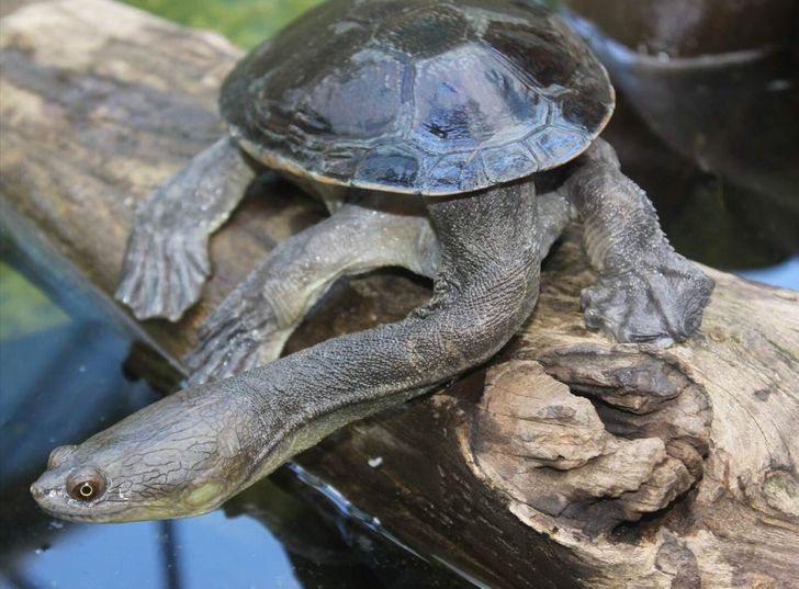 21 animali con strane caratteristiche che li fanno sembrare alieni sulla Terra