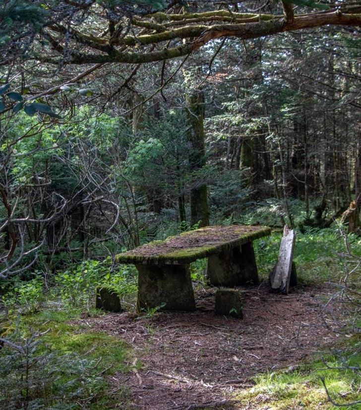 15+ Photos of Places Where Nature Took Back Control