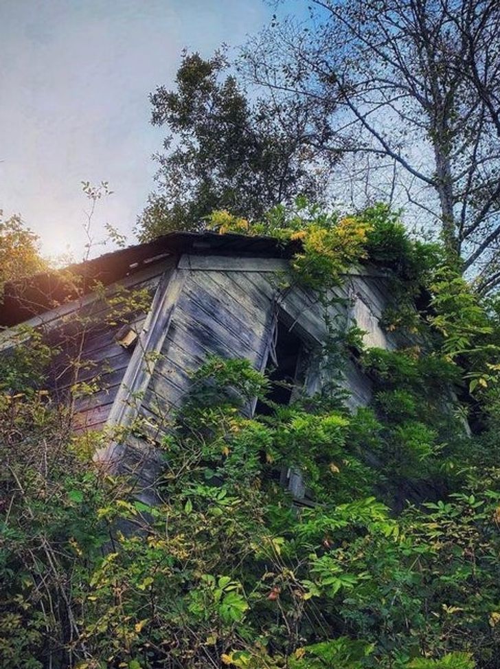 15+ Photos of Places Where Nature Took Back Control