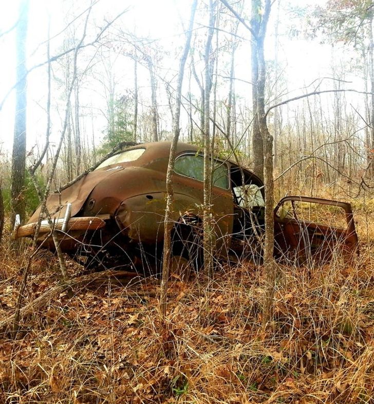 15+ Photos of Places Where Nature Took Back Control