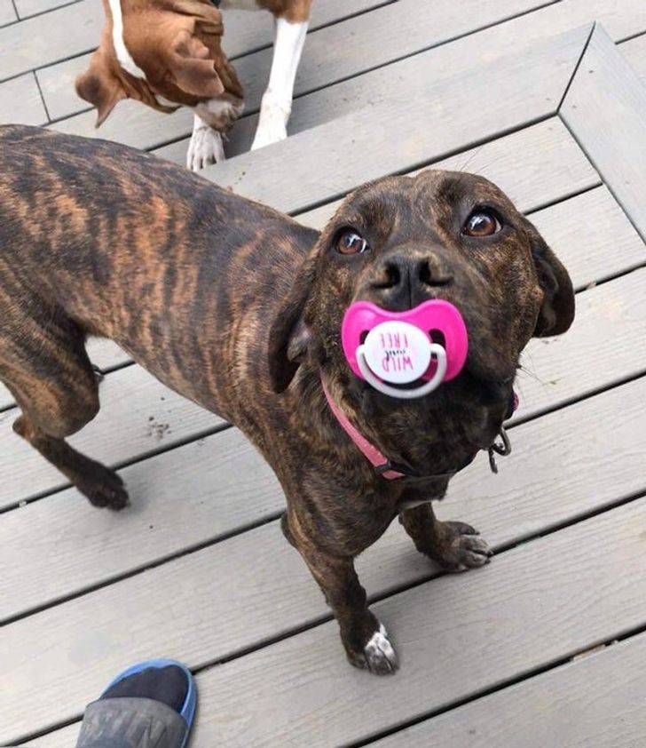 Oltre 20 foto divertenti perfette per iniziare la settimana con un sorriso