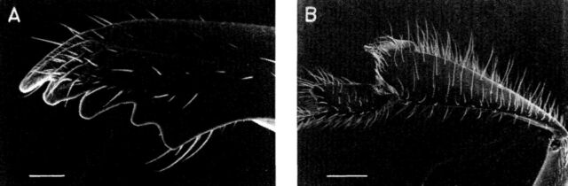 La mandibola dentata (A) e la tibia posteriore (B) di <em>Trigona hypogea</em>.