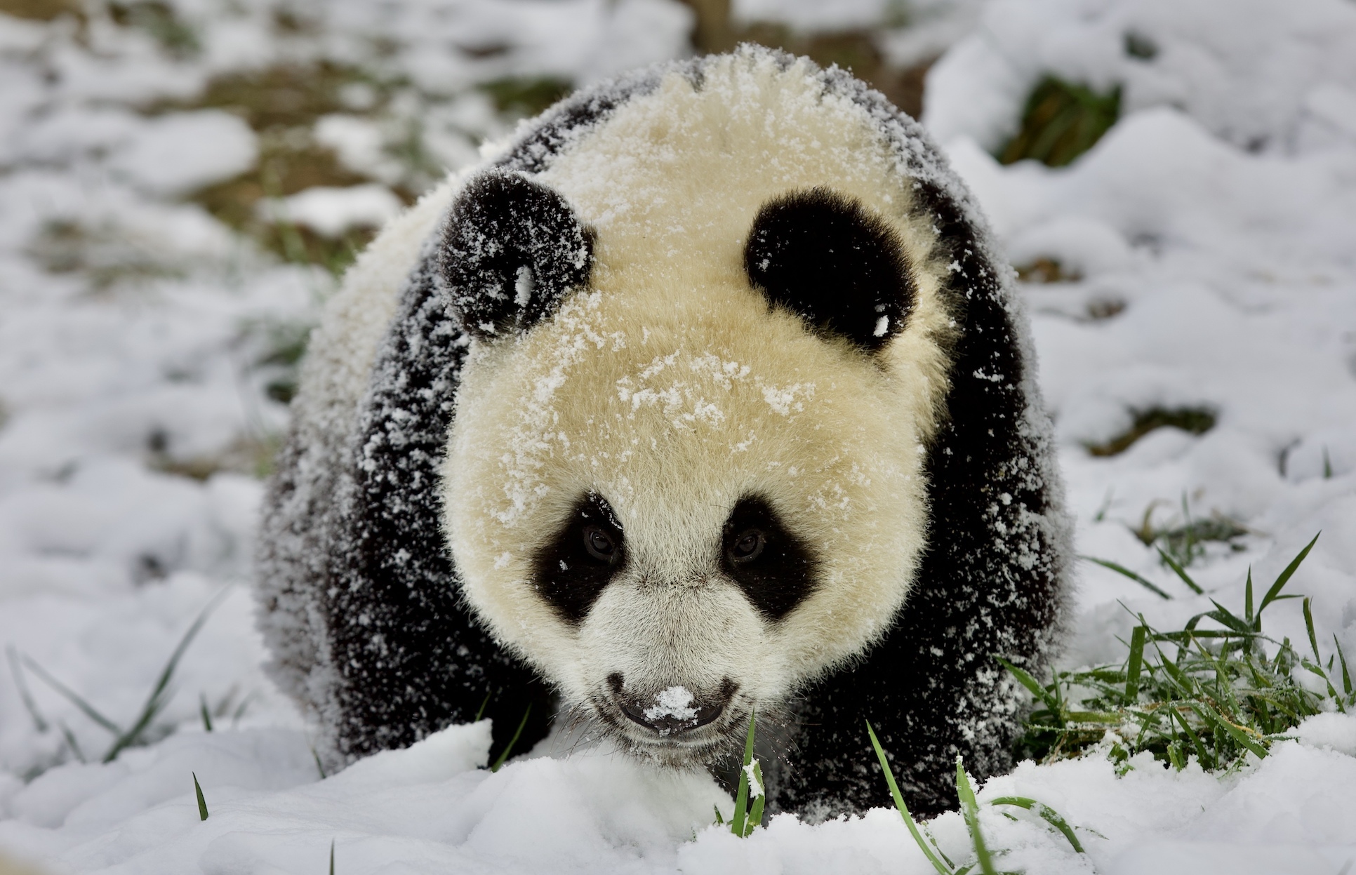 Un cucciolo di panda gigante che gioca nella neve