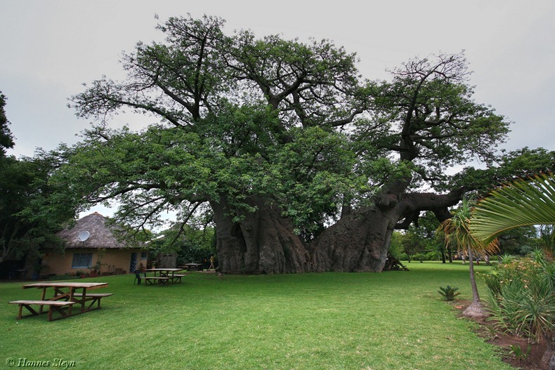 C'è in realtà un bar scavato all'interno di questo albero di 6000 anni