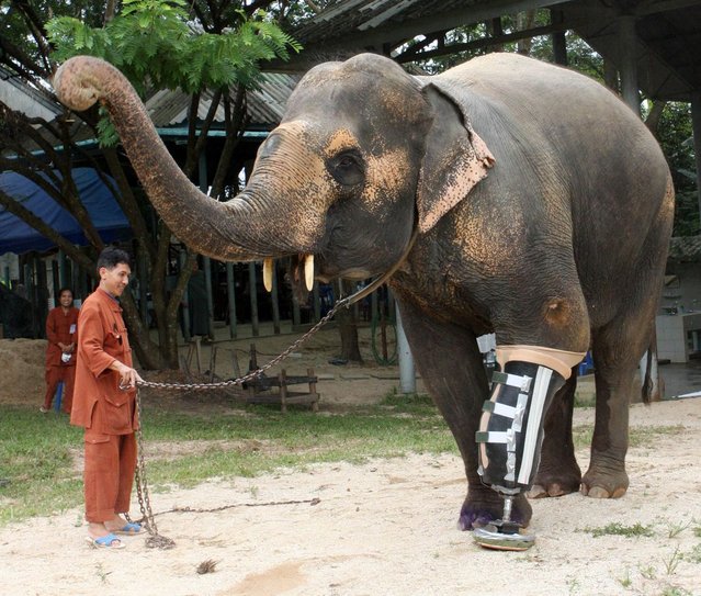 12 animali che hanno perso le loro membra, ma non il loro spirito