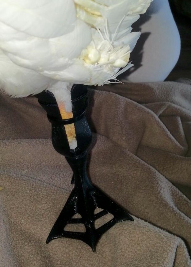 L'oca è in grado di camminare di nuovo con l'aiuto del piede e della gamba palmati stampati in 3D