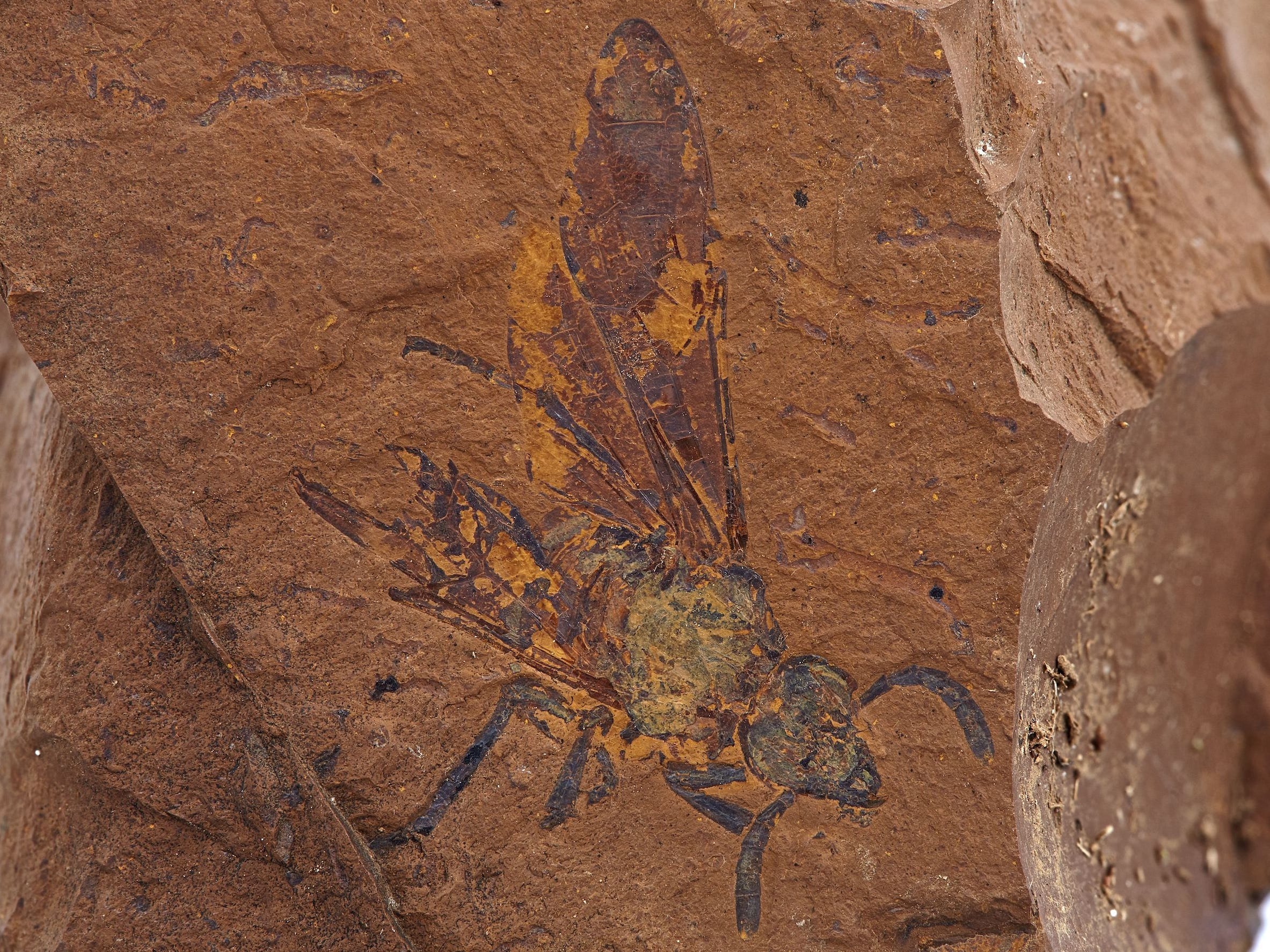insetto volante fossile con antenne ali impronta colorata su roccia rosso arancio