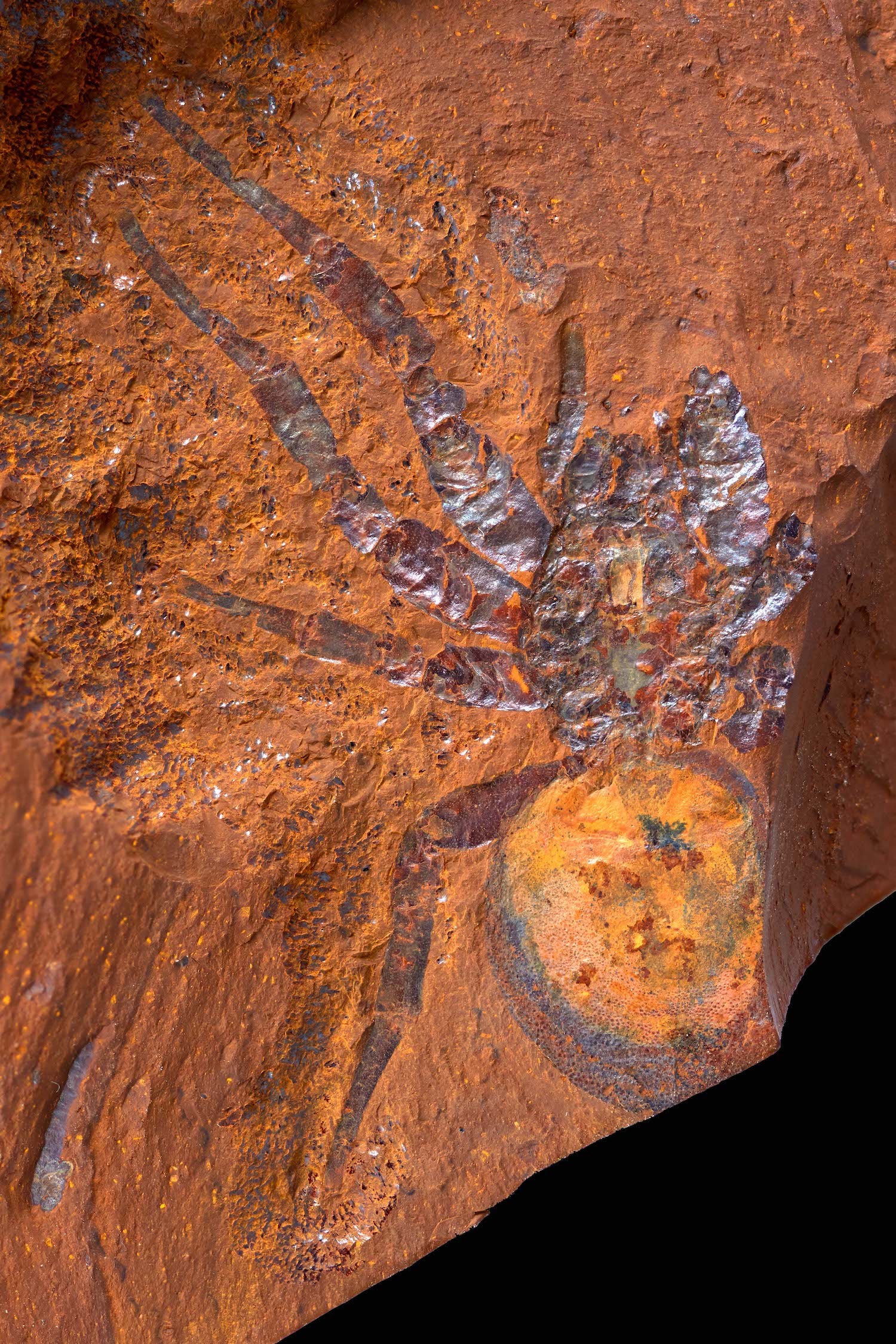 impronta fossile di ragno su roccia rosso arancio