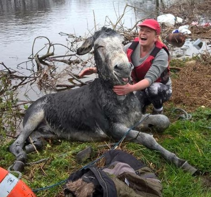 17 foto di animali che non vogliono altro che trovare un vero amico