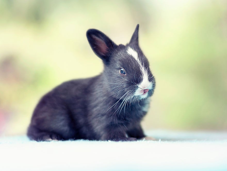 Il fotografo cattura i primi 30 giorni della vita di un coniglietto ed è adorabile