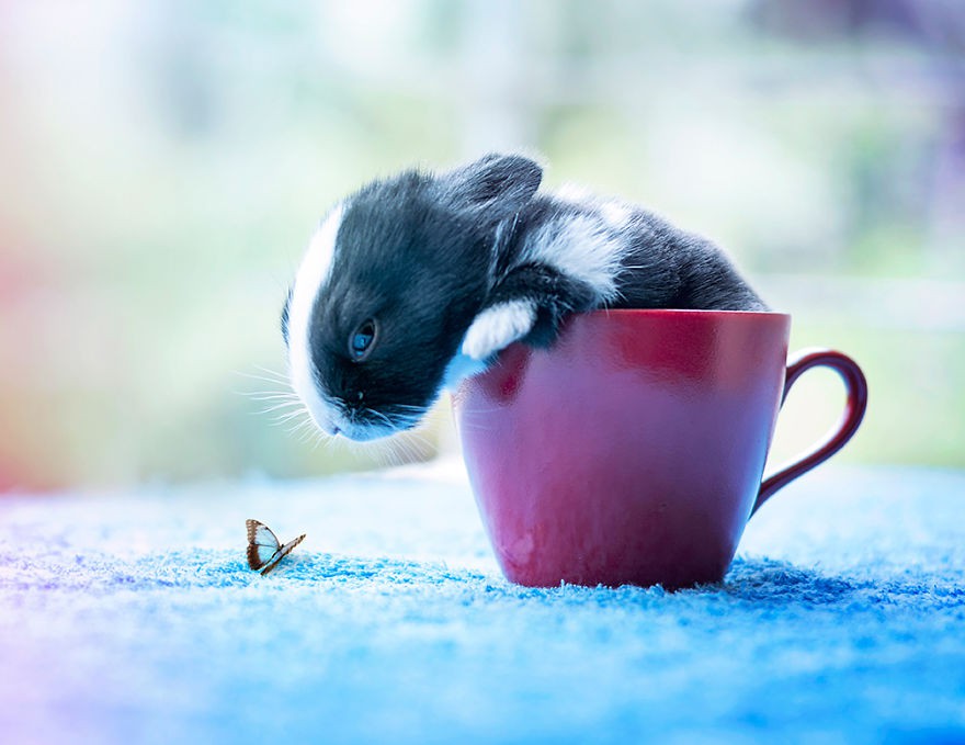Il fotografo cattura i primi 30 giorni della vita di un coniglietto ed è adorabile