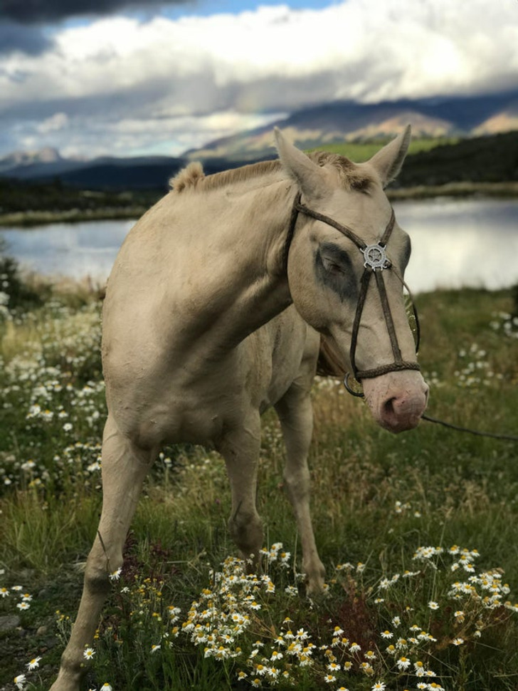 Queste 15 foto di animali potrebbero farti dire "Wow, Madre Natura!"