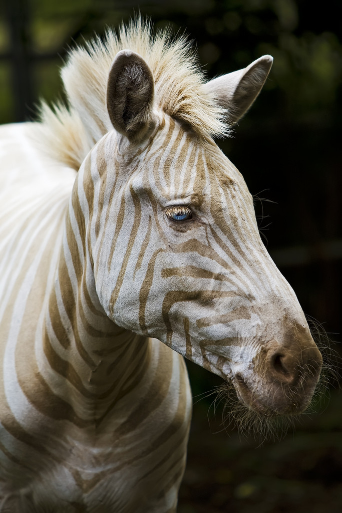 16 rari animali albini che sono ancora belli anche se hanno un aspetto diverso