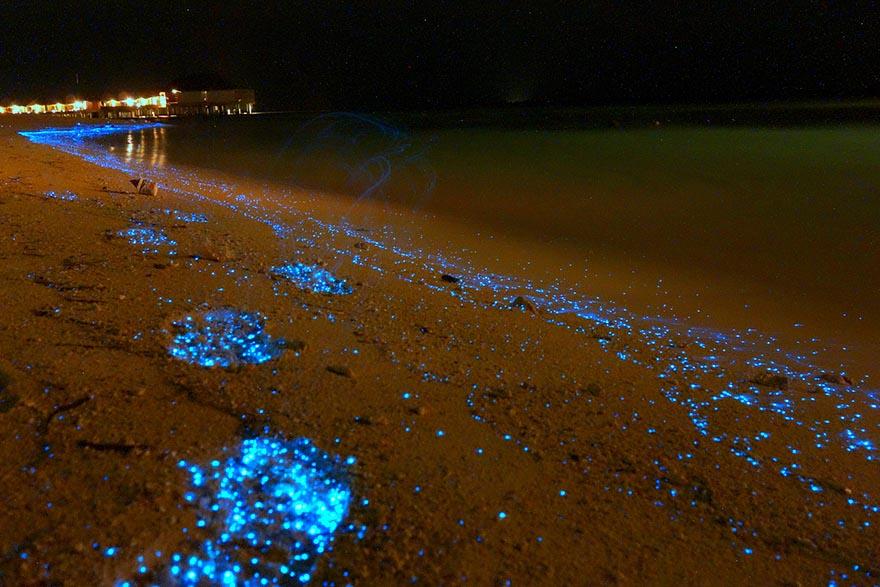 Questa spiaggia delle Maldive sembra un oceano di stelle