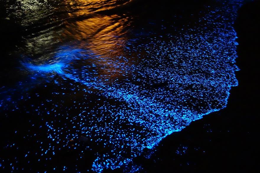 Questa spiaggia delle Maldive sembra un oceano di stelle