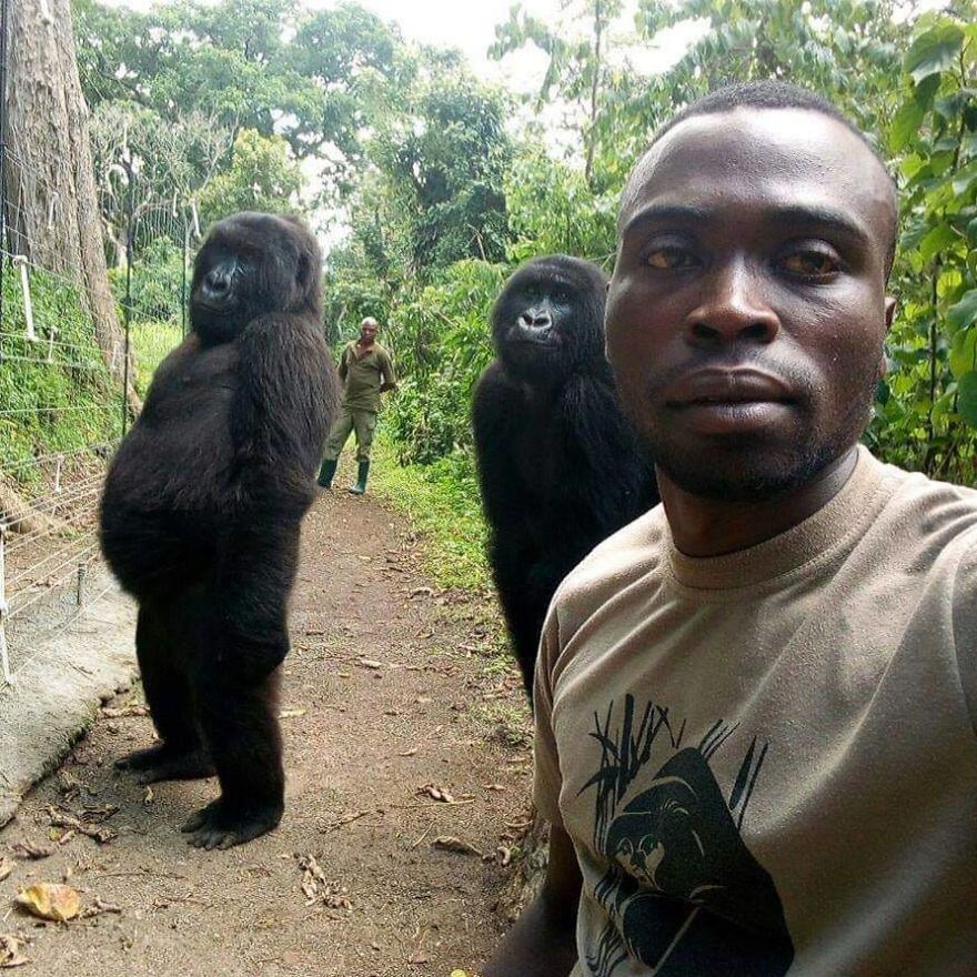 I gorilla posano letteralmente per i selfie con i ranger anti-bracconaggio