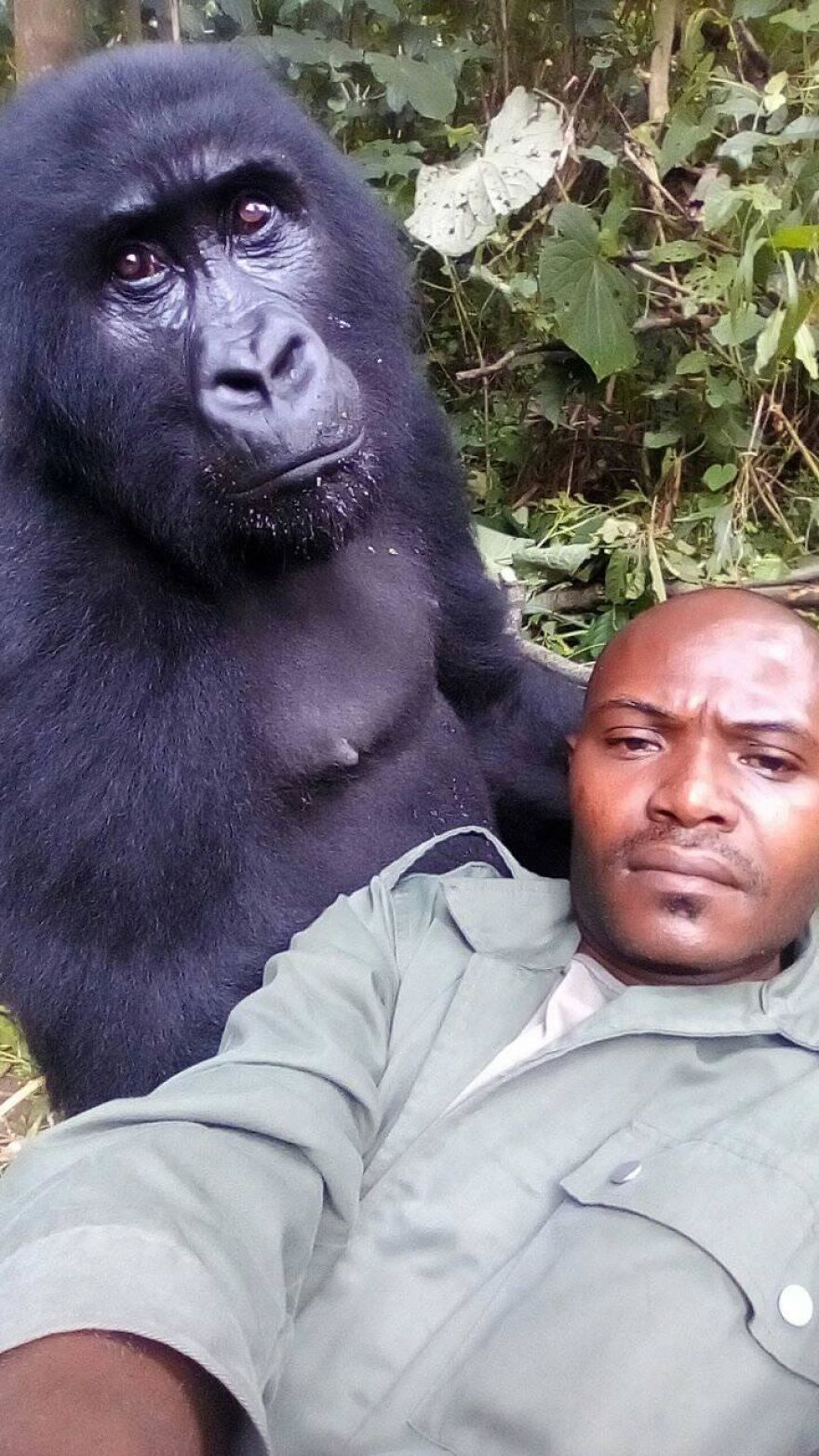 I gorilla posano letteralmente per i selfie con i ranger anti-bracconaggio