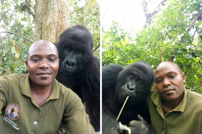 I gorilla posano letteralmente per i selfie con i ranger anti-bracconaggio