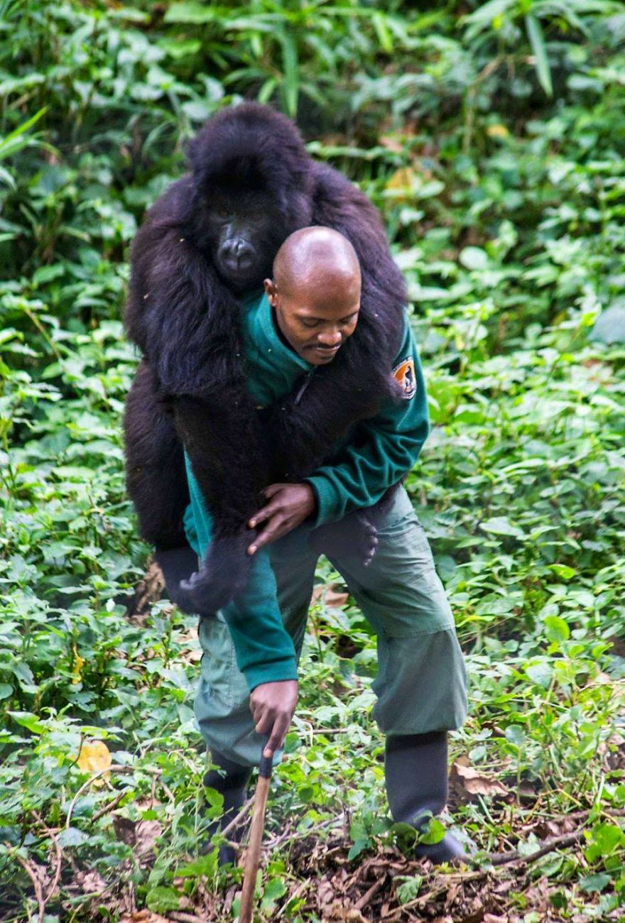 I gorilla posano letteralmente per i selfie con i ranger anti-bracconaggio