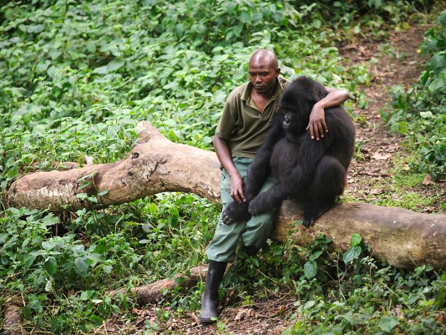 I gorilla posano letteralmente per i selfie con i ranger anti-bracconaggio