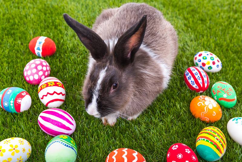 Immagini del coniglietto di Pasqua