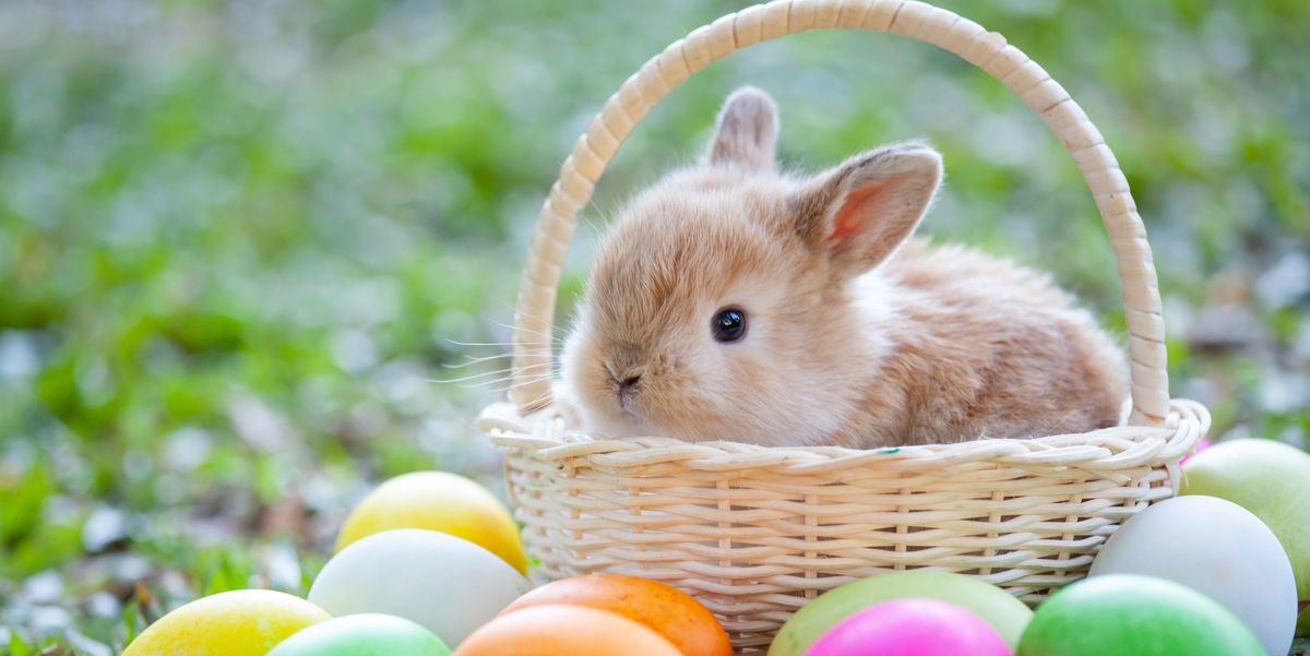 Immagini gratuite del coniglietto di Pasqua