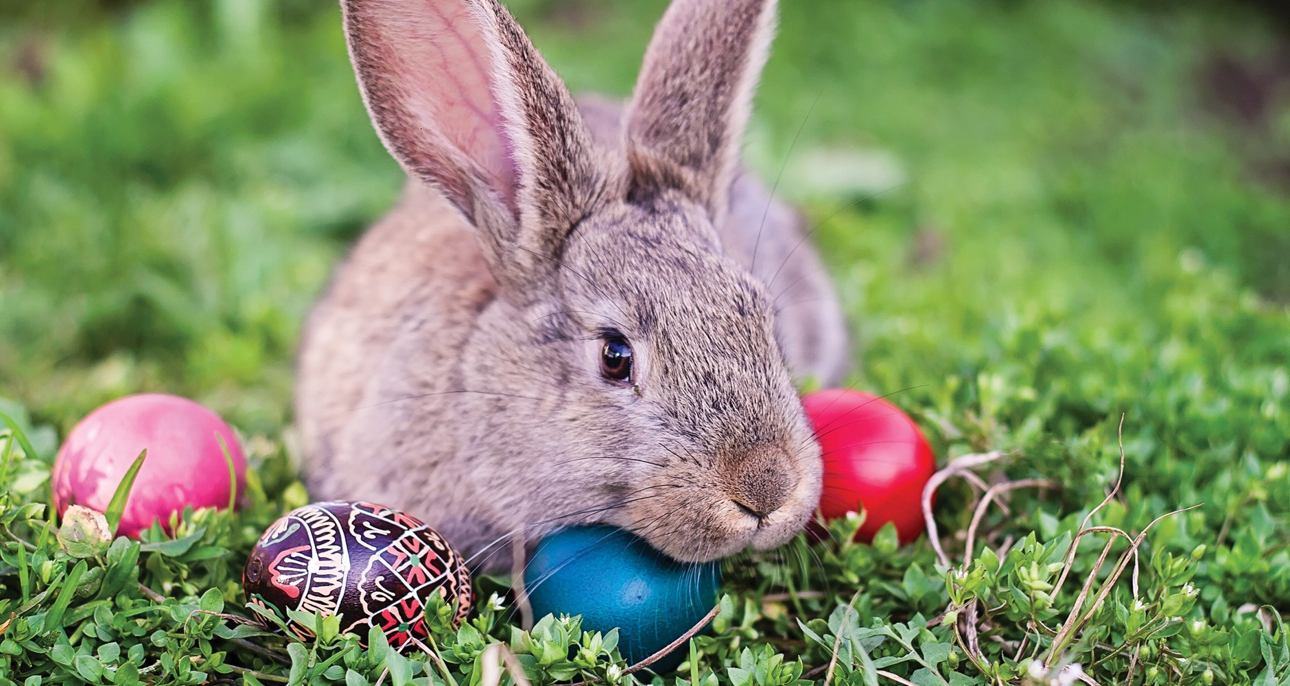 Immagini gratuite del coniglietto di Pasqua