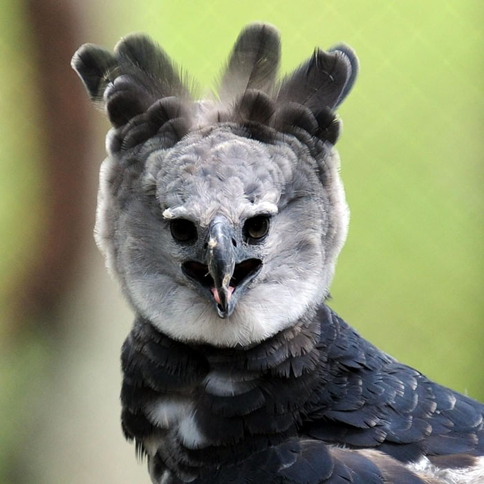 L'aquila arpia è un uccello così grande che alcune persone pensano che sia una persona in costume