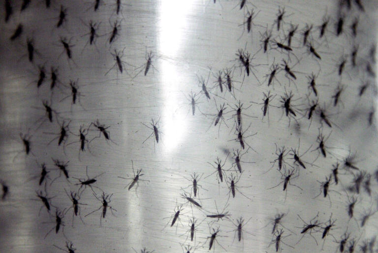 Genetically modified aedes aegypti mosquitoes are held in a container before being released in Panama City in 2016. (Arnulfo Franco / Associated Press)