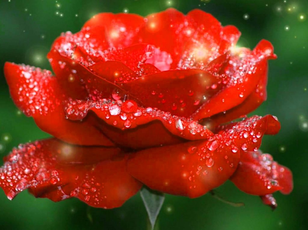 Download di sfondi di bellissime immagini di fiori