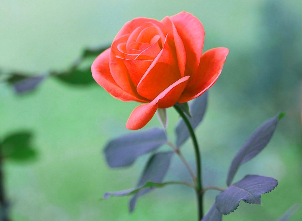Bellissime immagini HD di fiori per le amiche con una rosa rossa