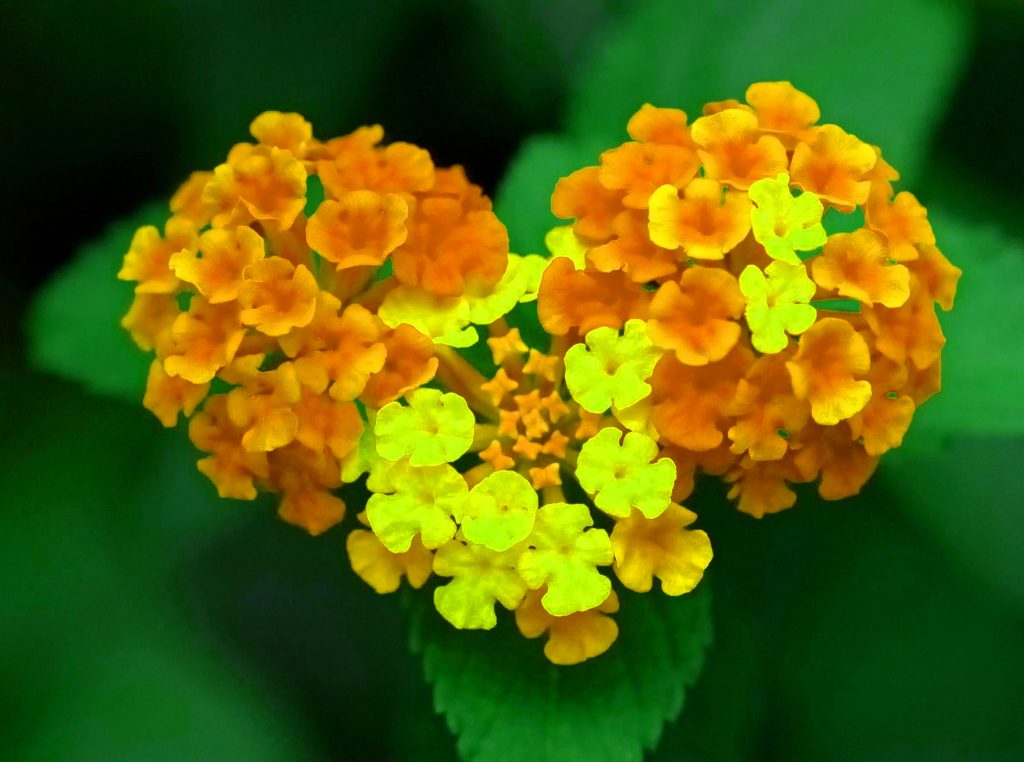 Bella immagine HD di fiori