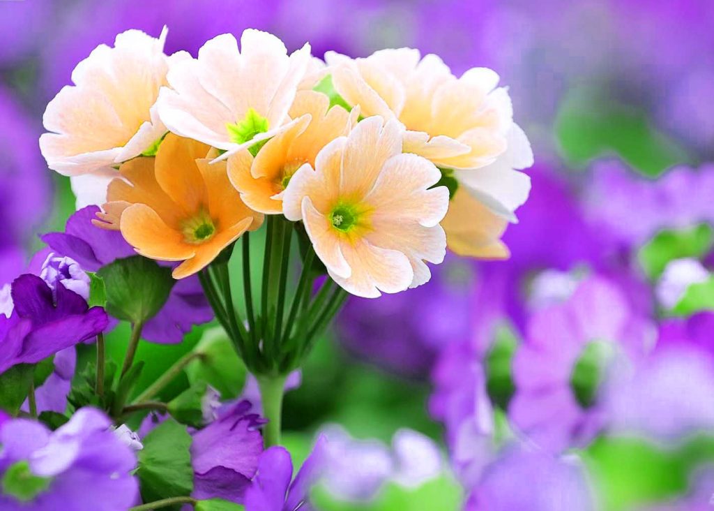 Belle immagini di fiori per amore