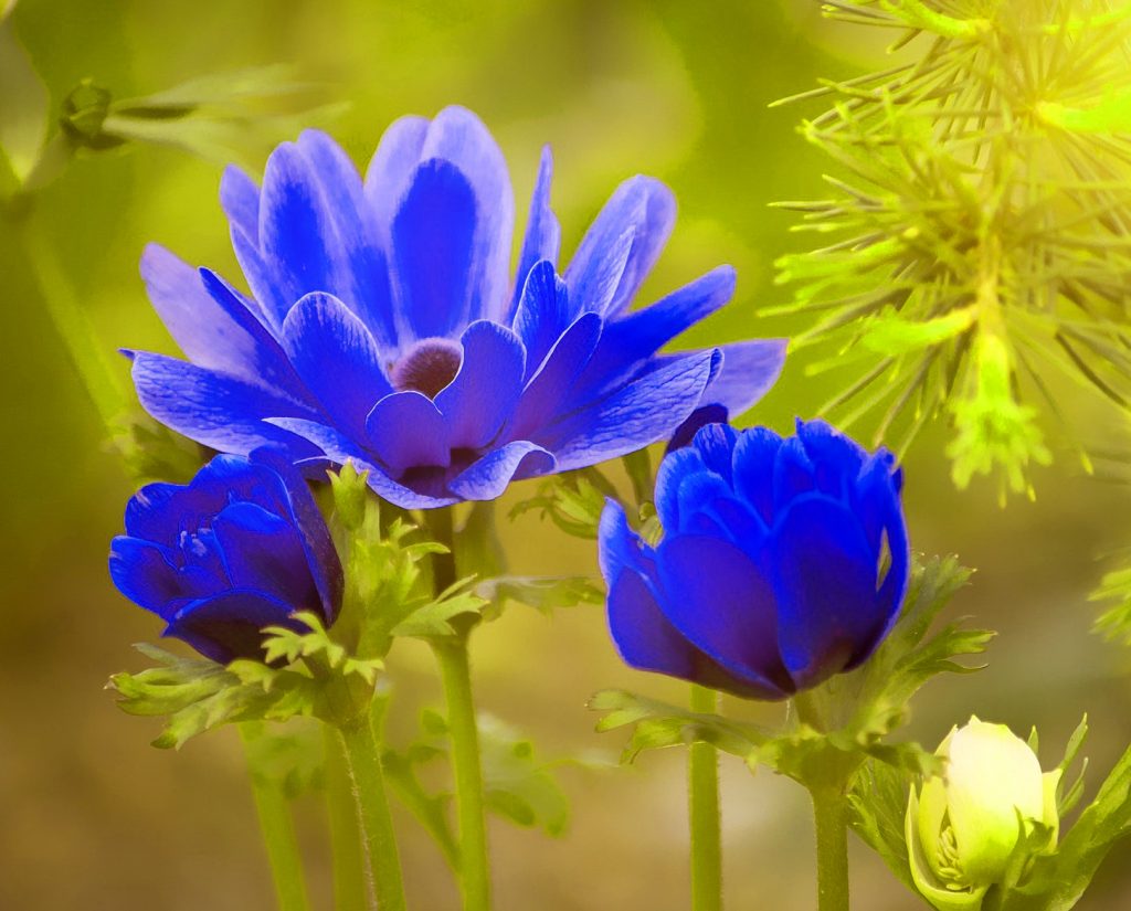 Download di immagini HD di bellissimi fiori