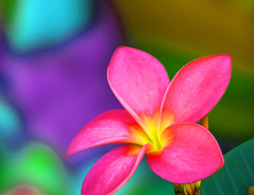 Download gratuito di immagini HD di fiori bellissimi