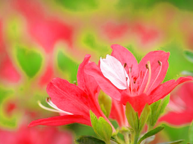 Download gratuito di bellissime foto hd di fiori