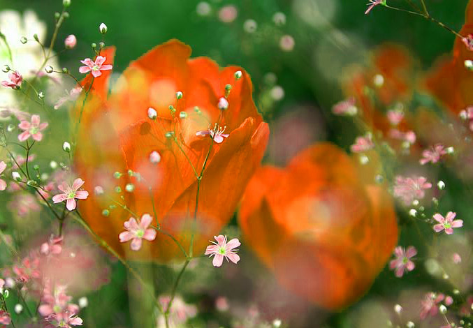 Download gratuito di sfondi HD di fiori bellissimi