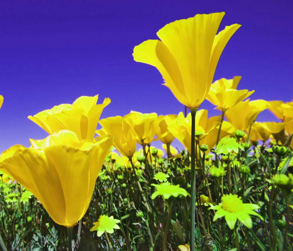 Download gratuito di immagini HD di bellissimi fiori