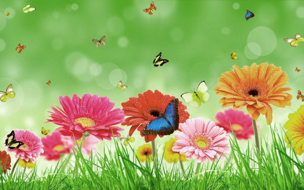 Download di foto HD di bellissimi fiori