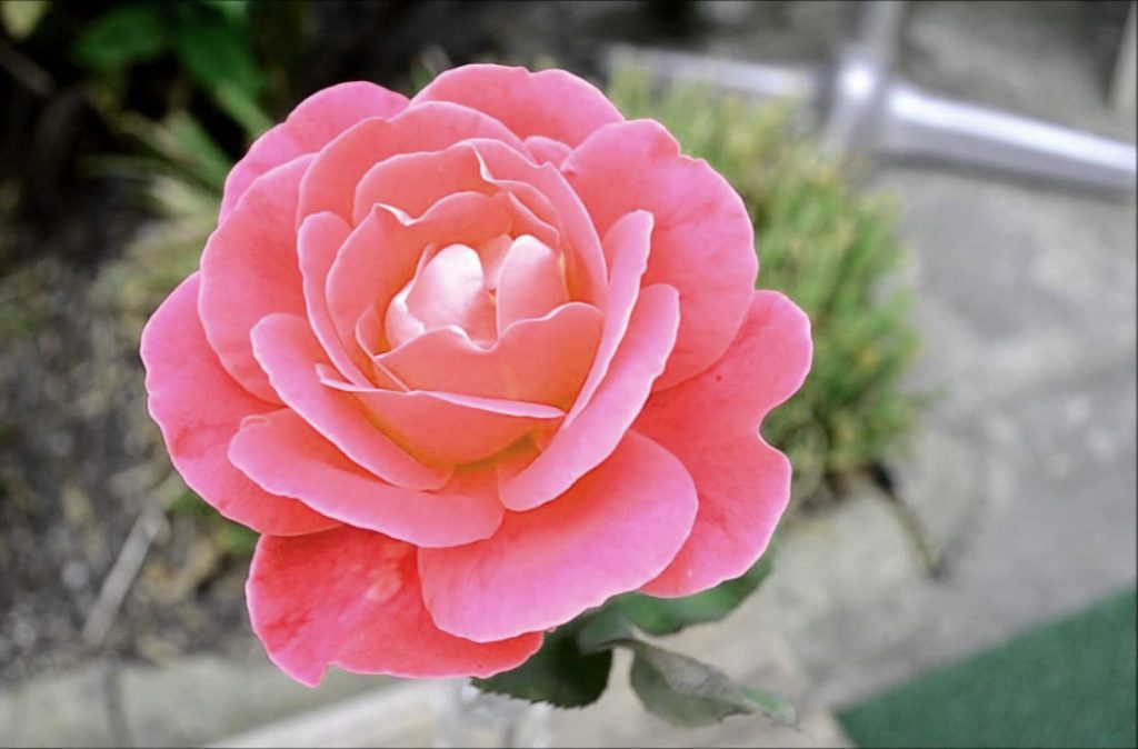 Download di foto di bellissime immagini HD di fiori