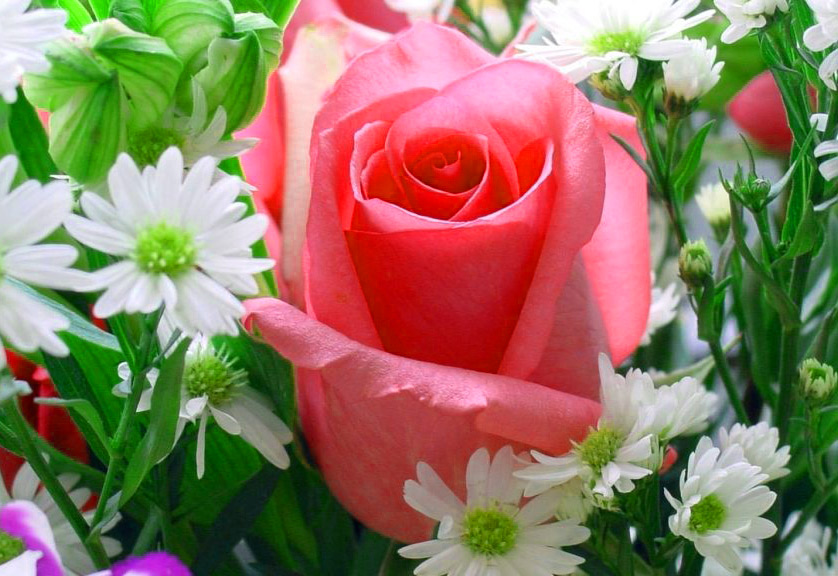 Download gratuito di immagini HD di bellissimi fiori